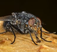 Spyflue (Onesia floralis)